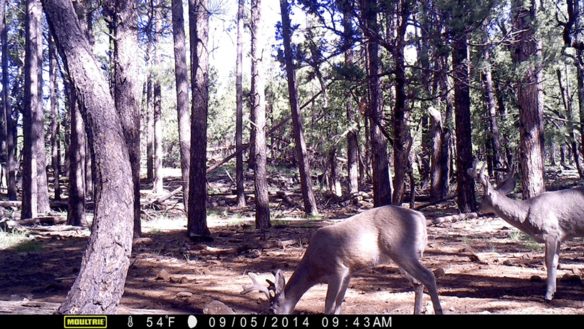 Coues deer passing through