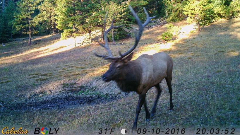 Large washington bull elk on trail camera