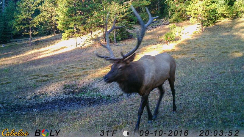 An elk hunting season to remember - 9