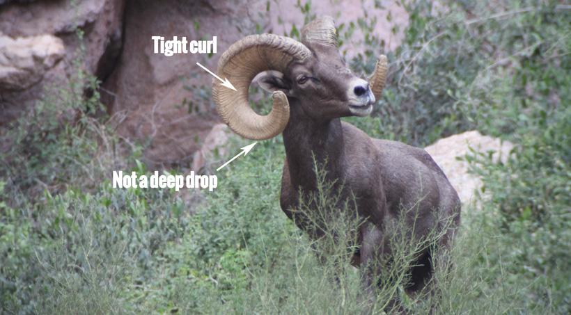 Become an expert at field judging bighorn sheep - 6