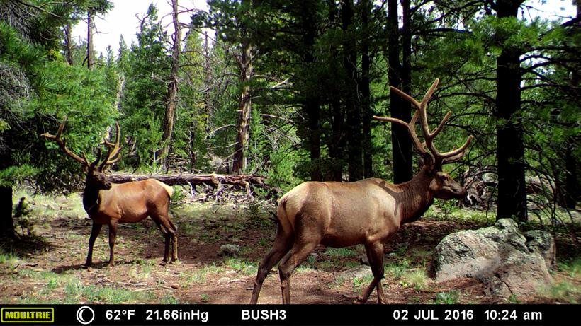 Three of a kind - An Arizona elk hunt - 1