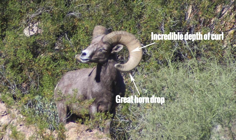 Become an expert at field judging bighorn sheep - 13