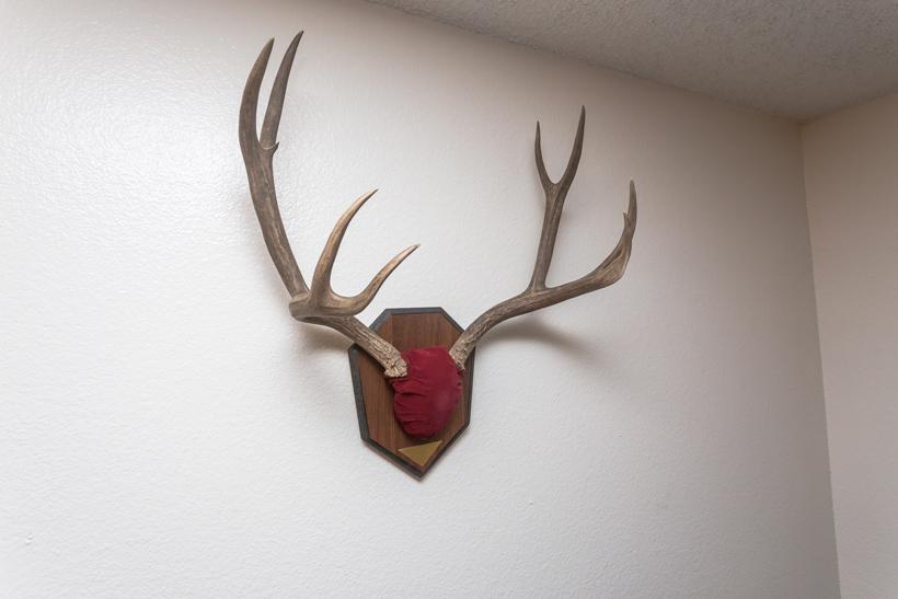 Finished skull plate plaque mount