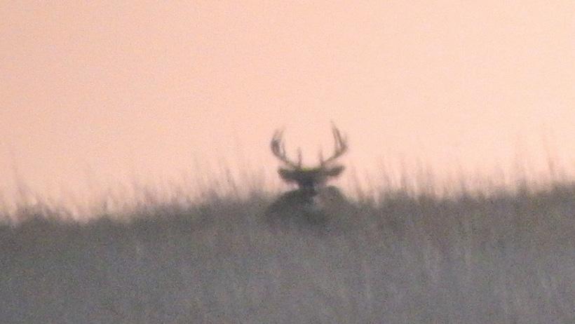 Split G3 buck digiscope photo