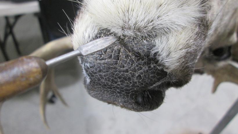 Nose attention to detail for taxidermy work