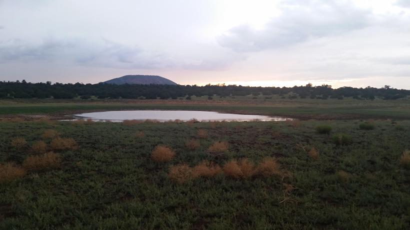 Arizona elk photo_12