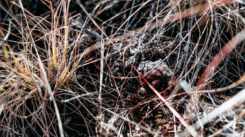 Tips for blood trailing 5