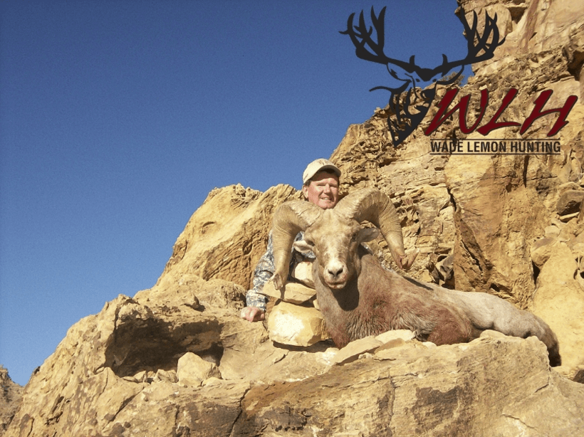 Utah sheep wade lemon hunting