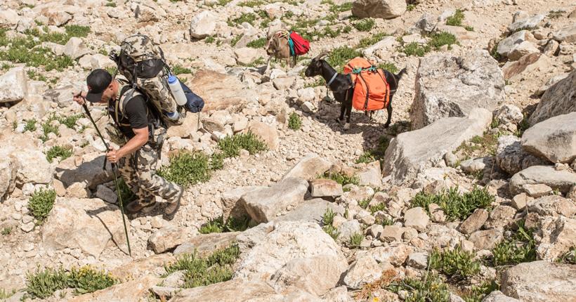 Pack goats hauling weight up the mountain