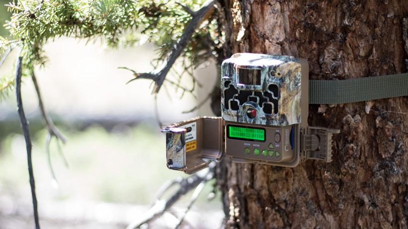 5 quick tips to ensure you get the most out of your trail cameras - 2
