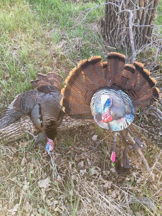 The 30 minute turkey hunting technique - 7d