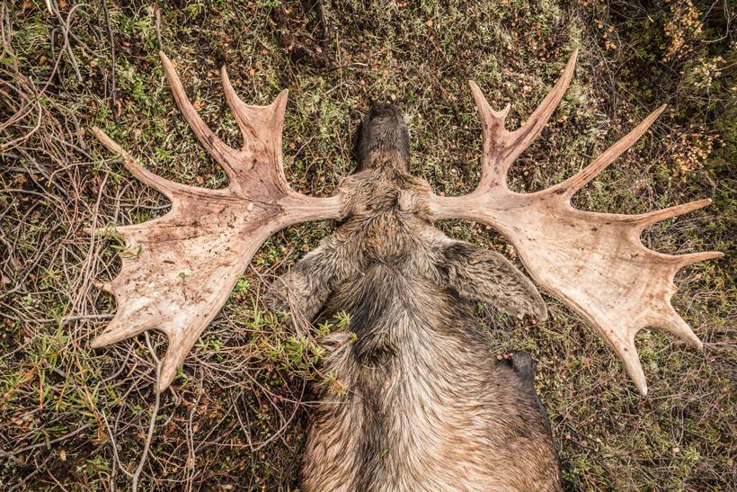 Bull moose top view
