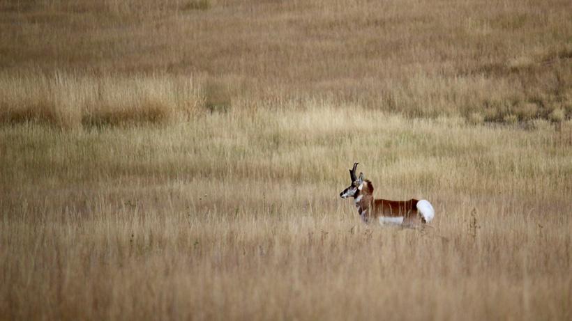 Backup antelope landowner tag pays off big time - 8