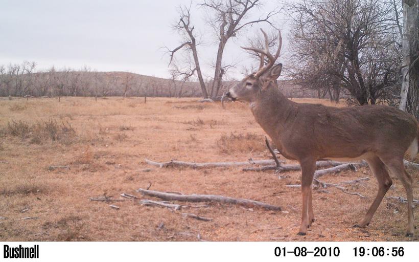 Getting the most out of your trail camera scouting - 6