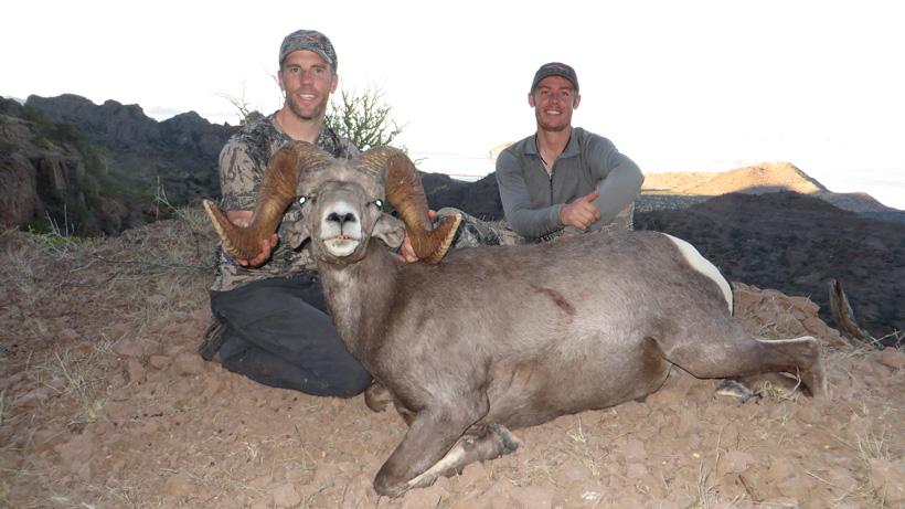 Mexico desert bighorn sheep