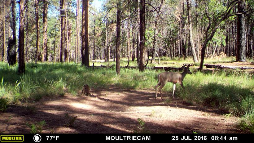 Coues deer in a small water catchment that is dry five days later