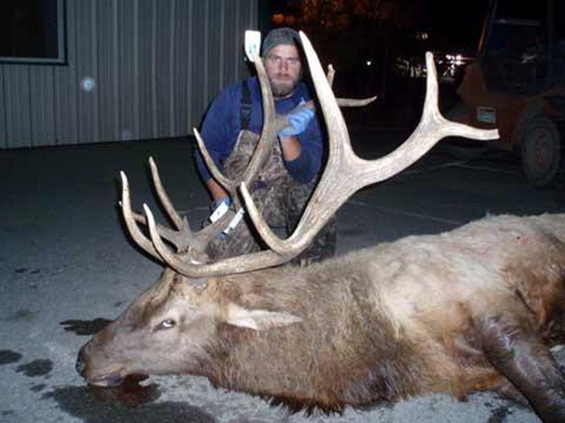 Smaller bull elk poached