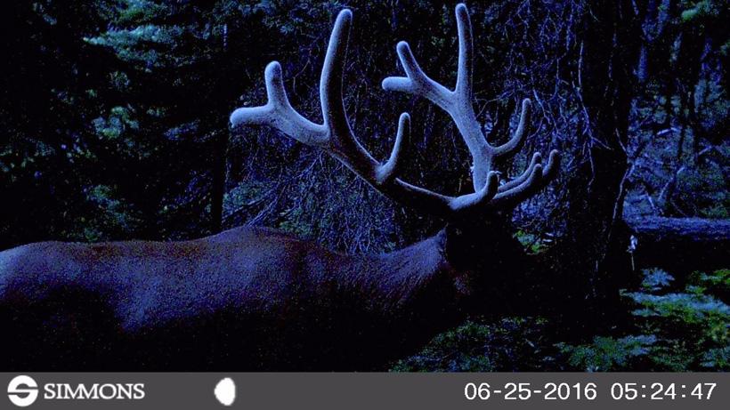 Velvet bull elk on trail camera