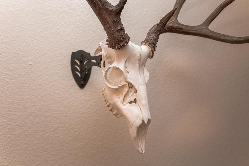 Finished european skull mount close up