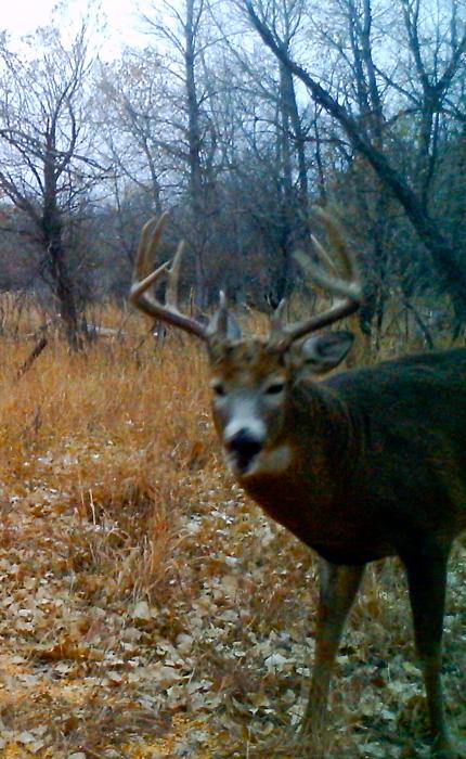 Getting the most out of your trail camera scouting - 1