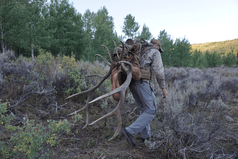 Packing out a bull elk