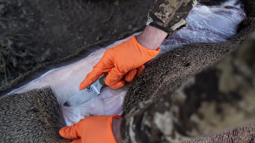 Argali knife skinning deer 3