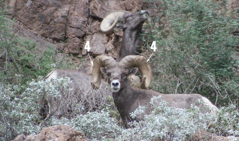 How to accurately age bighorn sheep - 3