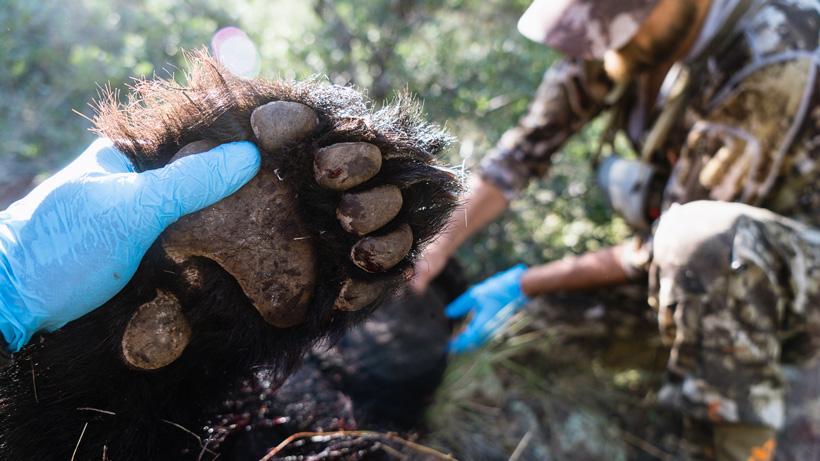 Pic 2 bear down bear hunting