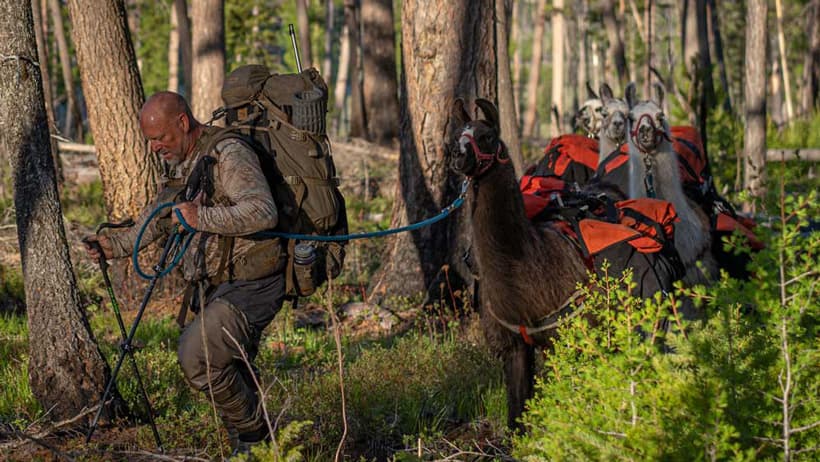 Wind Calling Predators Predator calling tactics for black bears // GOHUNT. The Hunting Company