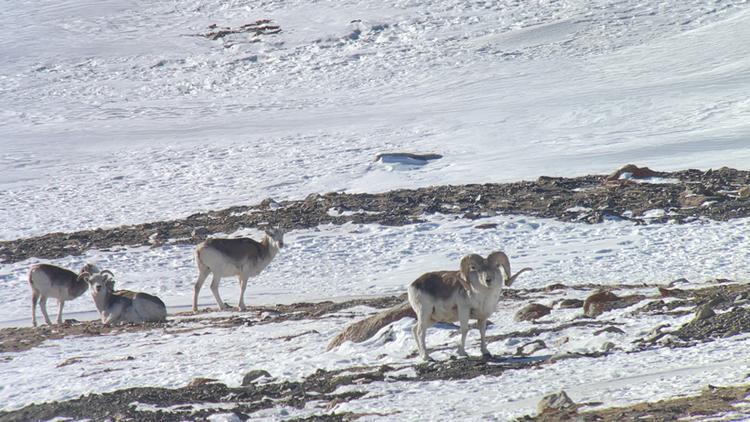 The easiest/quickest digiscope system on the market // GOHUNT. The ...