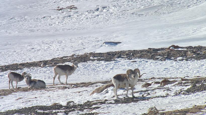 The easiest/quickest digiscope system on the market // GOHUNT. The ...