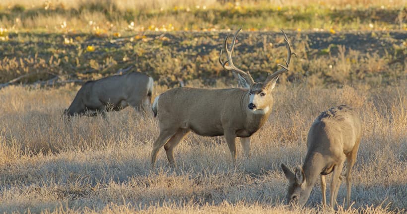 Deer In The Rut The science behind the mule deer rut // GOHUNT. The Hunting Company