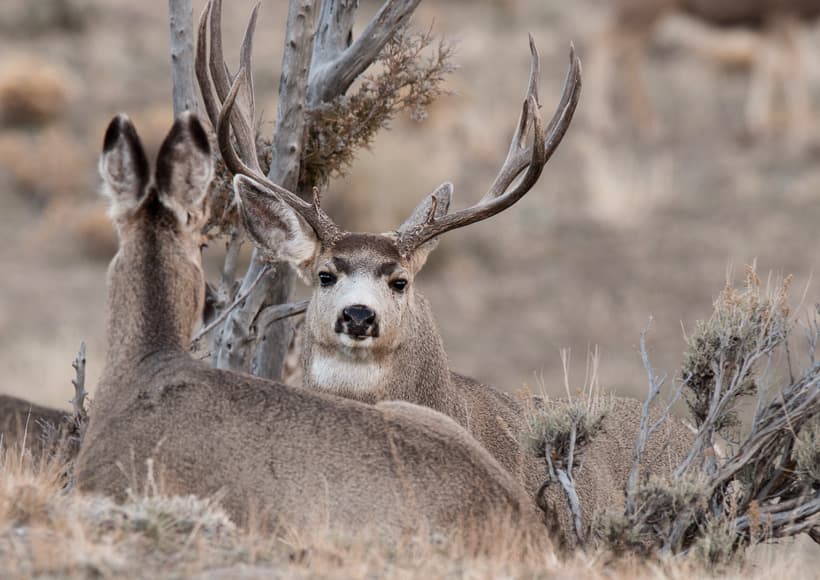 Deer Rut Doe Ridge Line The mule deer rut and the science behind what triggers optimal rut ...