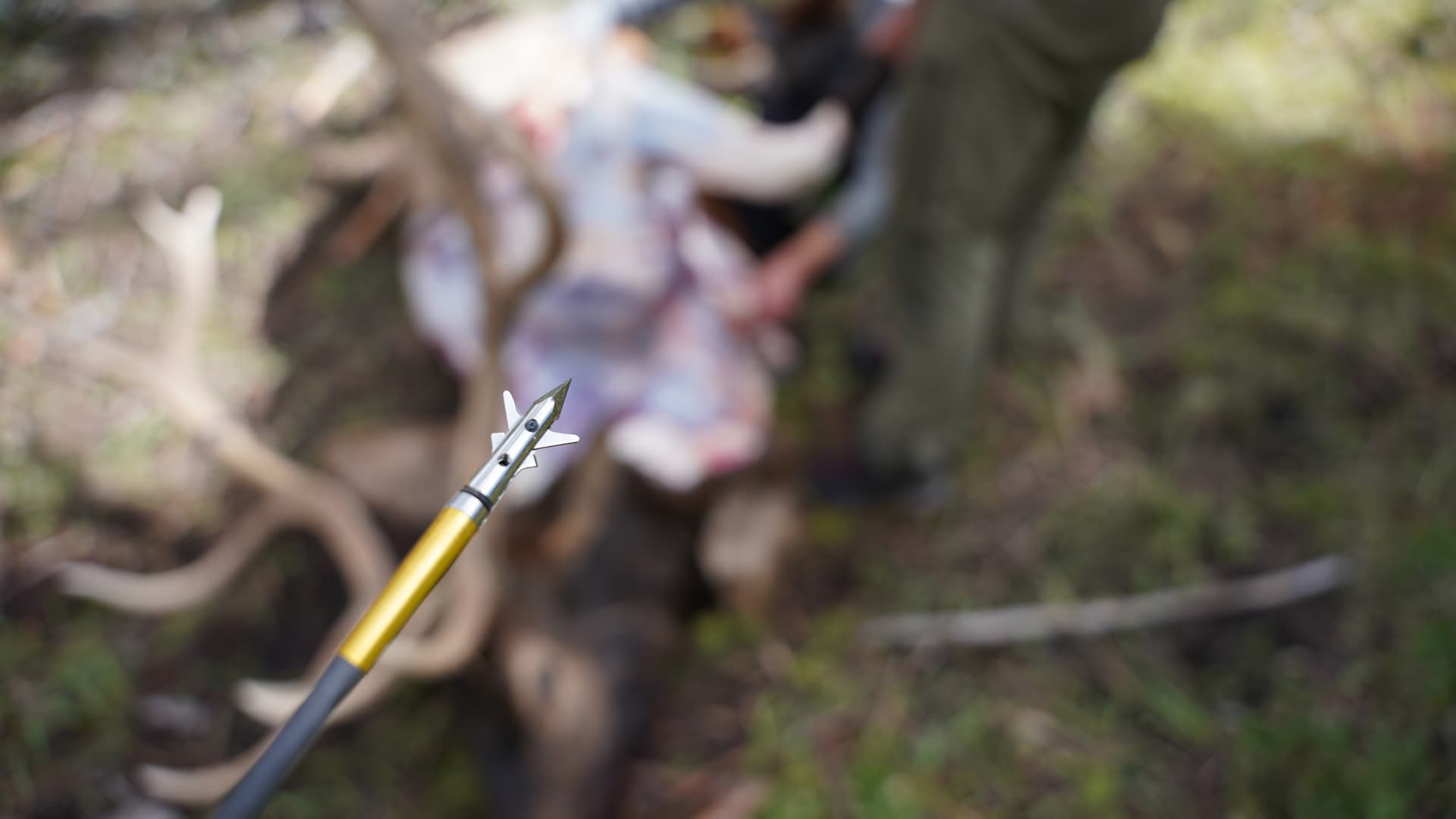 Elkt Rust Broadhead options for elk that you can trust on your hunt // GOHUNT ...