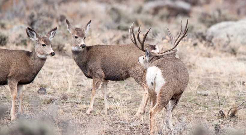 Mid Week Rut Image The mule deer rut and the science behind what triggers optimal rut ...