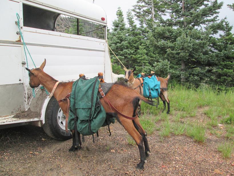Pack goats: Are they the best pack animal? // GOHUNT. The Hunting Company